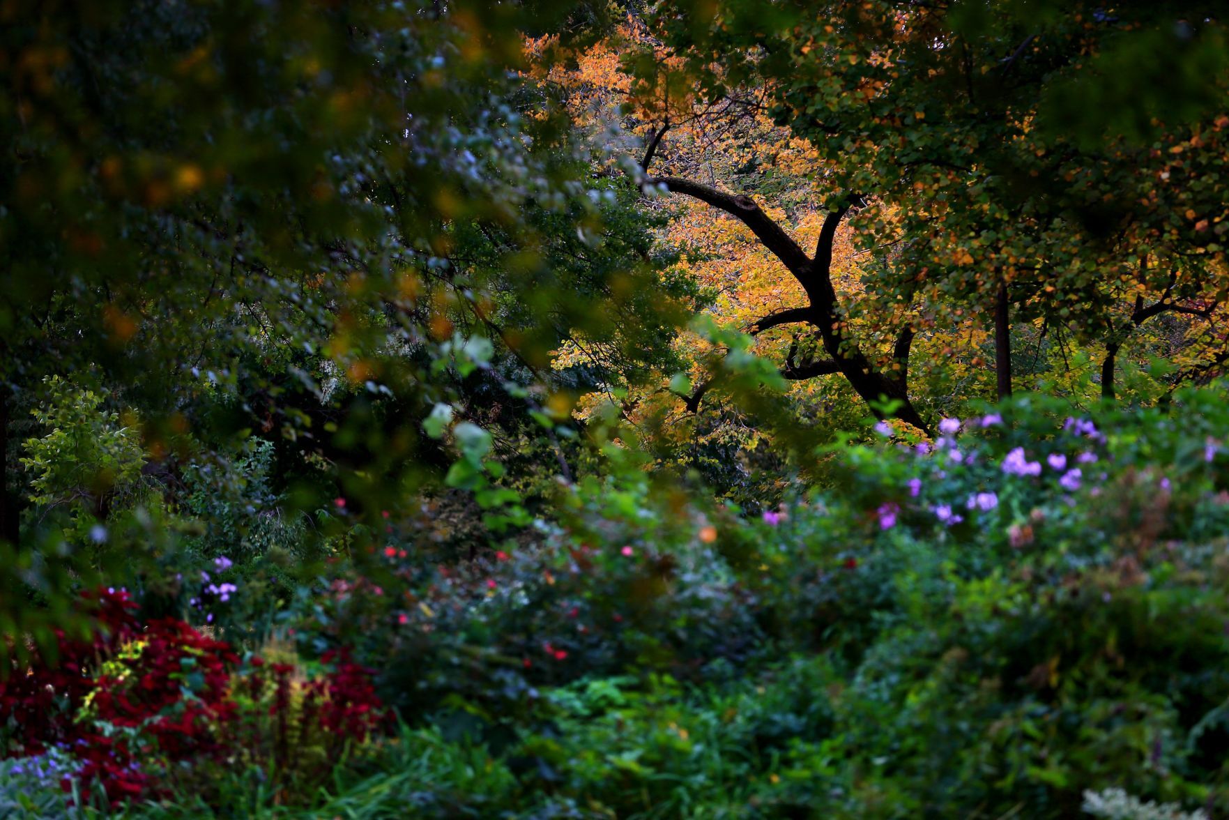 2021 fall colors around St. Louis
